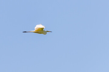 Ardea alba or White heron portrait