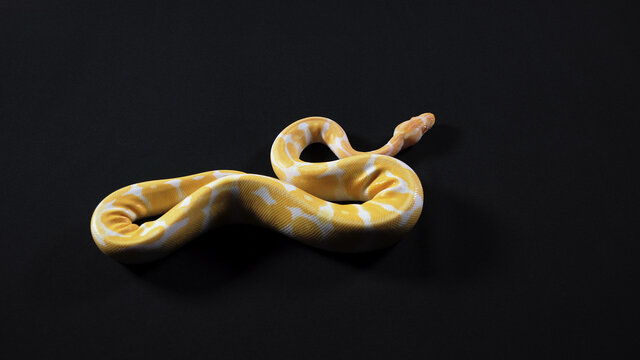 Albino yellow python crawling from the left to right