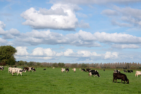 Farmland With Cows At Abcoude The Netherlands 12-10-2020