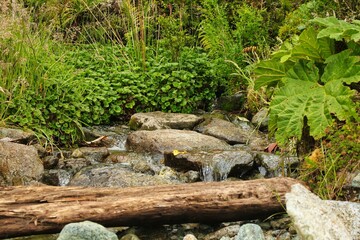 Bosques en el Sur de Chile