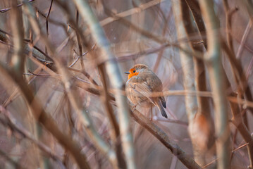 Bird on a branch. Orange spot.