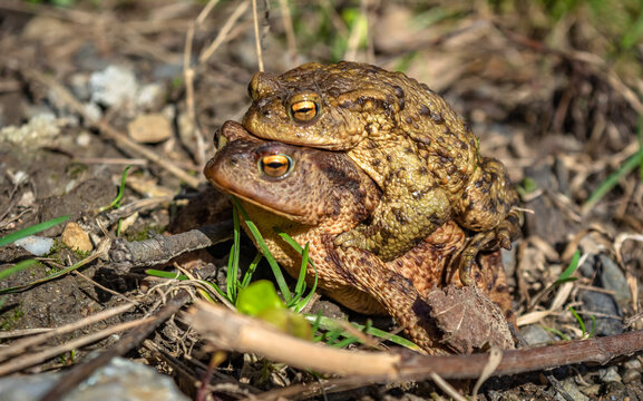 Bufo bufo The common toad, European toad, or in Anglophone parts of Europe, simply the toad is an amphibian found throughout most of Europe, collision, car, dangerous. In the garden frog.