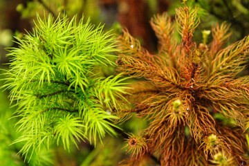 Bosques en el Sur de Chile