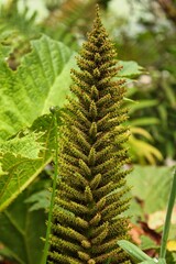 Bosques en el Sur de Chile