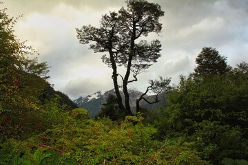 Obraz na płótnie Canvas Bosques en el Sur de Chile