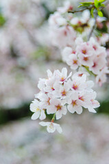 Obraz premium Sakura:Cherry blossom flower on tree in Japan.