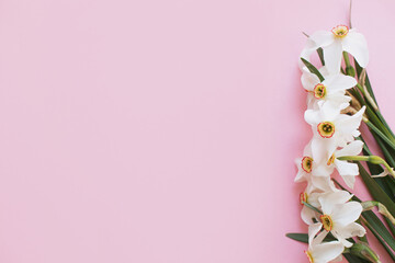 Fototapeta na wymiar Modern minimal floral greeting card. Beautiful daffodils flowers border on stylish pink background