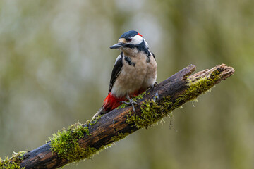 Fototapeta premium great spotted woodpecker