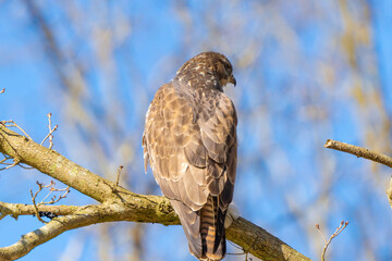 Buzzard in the forest. Sitting on a branch of a deciduous tree in winter. Wildlife Bird of Prey,. Detailed feathers in close up. Blue sky behind the trees. Wildlife scene from nature, seen from behind
