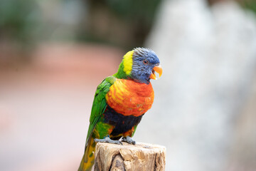 blue and yellow macaw