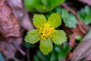 Hacquetia epipactis plant growing in forest, close up	
