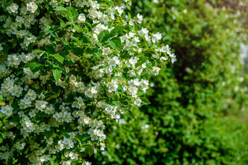 Jasmine blossom branch in the garden in spring
