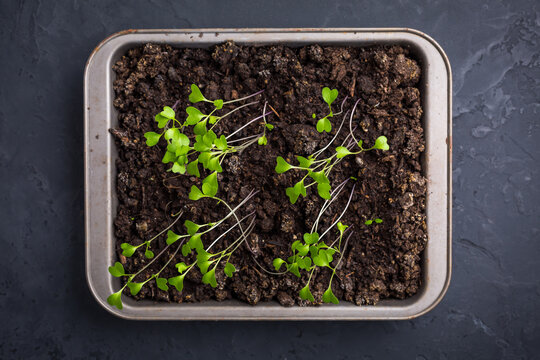 Small seedlings growing in cultivation tray