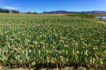 Fototapeta na wymiar Field of ripe seed onions