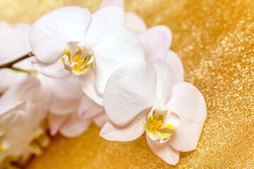 A branch of white orchids on a shiny gold background.
