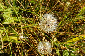 Spherical white dandelion seed pods