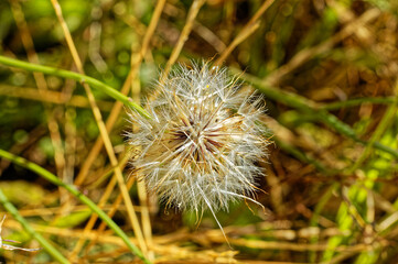 Close-up of spherical dandelion seedpod