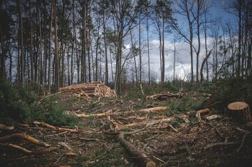 Wycinka lasu wylesianie. - obrazy, fototapety, plakaty