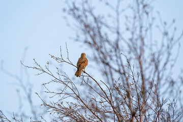 Close-up of Kestrel bird of prey. The bird sits on a twig in the top of the tree. Against a beautiful blue sky with white clouds, in rear view