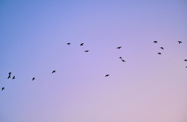 Scenic view of some pidgeons flying in the sky in the morning