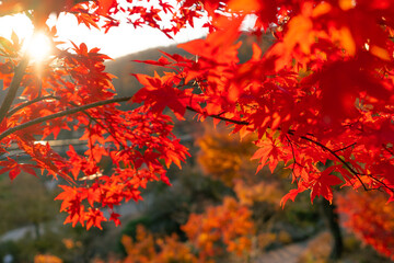 Colorful Maple tree in South Korea