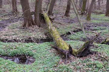 Tree uprooted by wind. Fallen tree with roots in the spring or summer forest. Effects of storm wind or hurricane
