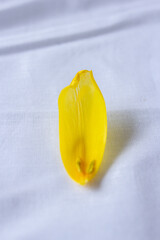 Single yellow petal of tulip lying on white sheet close up, macro photo of flower alone, selective focus
