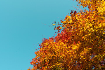 Colorful maple tree, red and yellow