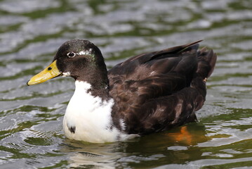 Ducks in a large pond