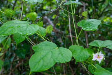 Passiflora foetida also known as the bush passion fruit or wild passion fruit, in the forest in the Northern Territory of Australia.