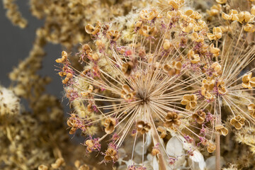 Dried allium flowers