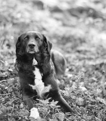 Chien noir et blanc nature