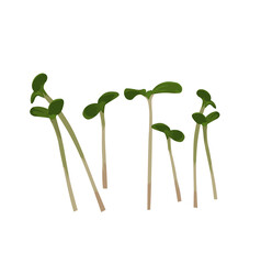 Micro greenery vector stock illustration. Sprouts of young plants. Sprouted seeds are green grass. Young shoots of radish, arugula, basil, amaranth. Isolated on a white background.