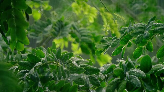 The green leaves are wet in the rain The wind stirs through gently. In the evening of the rainy season. "Rain Tree East Indian Walnut" "jamjuree tree" or "Samanea saman". nature footage 4k