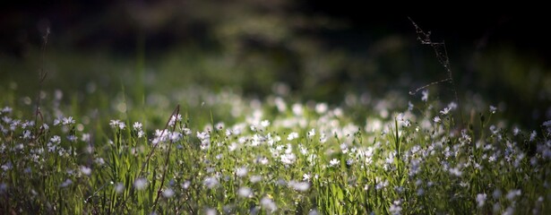 Fleurs blanches sauvages