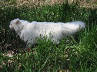 Weiße Katze
