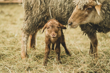 Fototapeta premium Shot of a newborn baby lamb with cute face in a herd of sheep