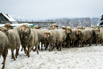 Obraz premium Shot of a herd of sheeps in a sheepfold during winter 