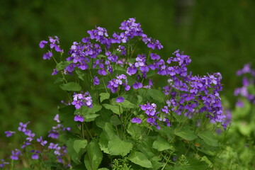 Obraz premium Chinese violet cress (Orychophragmus Violaceus). Brassicaceae plant.