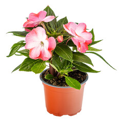 Impatiens walleriana flower
