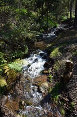 Naklejka na ściany i meble stream in the forest araluen western australia