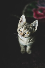 Portrait of a little cat inside a house