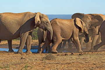 Female elephants discipline young male elephant