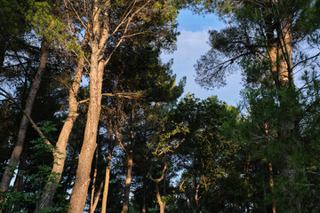 trees in the park during sunset