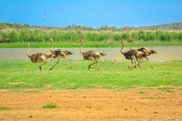 Naklejka na ściany i meble Group of Ostriches running in Camdeboo National Park, Karoo, Eastern Cape near Graaff-Reinet, South Africa savannah. Sunny day in blue sky. Copy space.