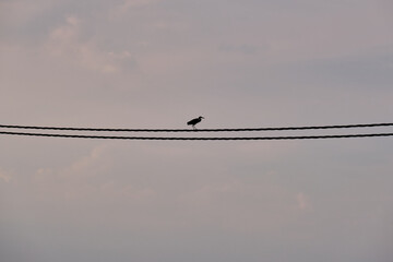 An heron is resting on some  electrical wires