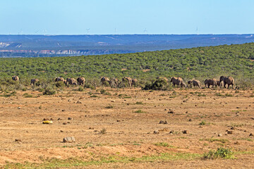 Herd of elephant ambling away from waterhole