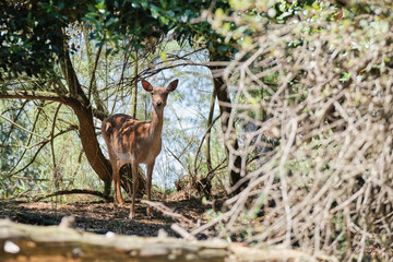 Portrait of a deer into the woods