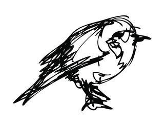 Vector ink sketch of the small bird