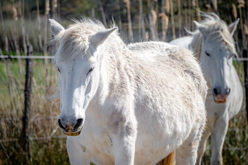 Obraz premium Mother and baby Camargue horses during springtime in the south of France